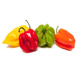 PIMENTS 50G